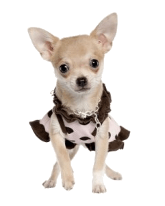 a chihuahua in a dress